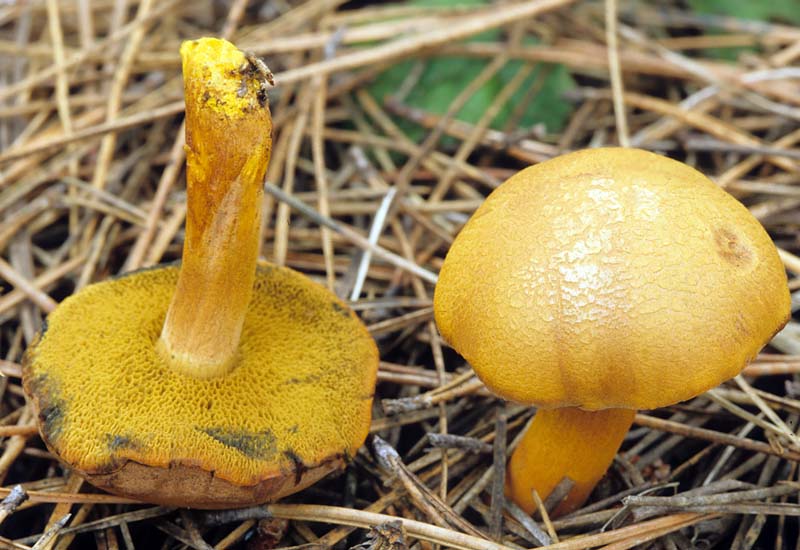 Chalciporus piperatoides